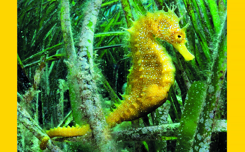 Cover story in National Geographic Italia!