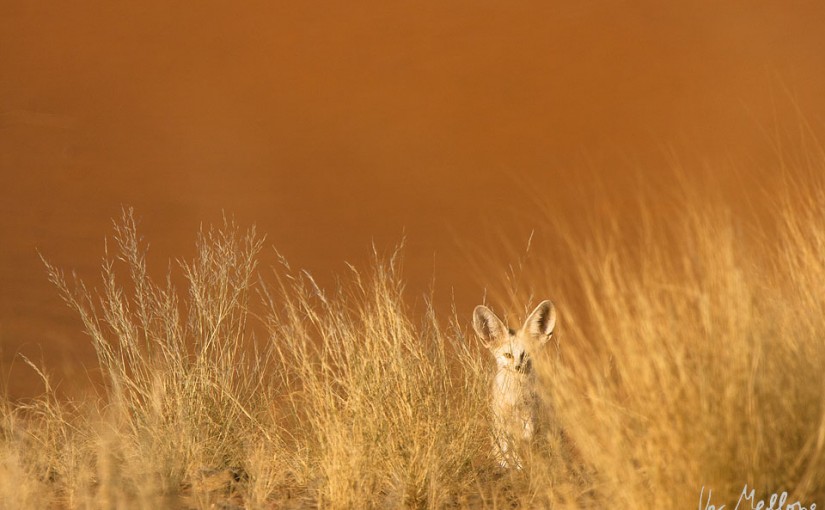 New galleries: Sahara and macaques