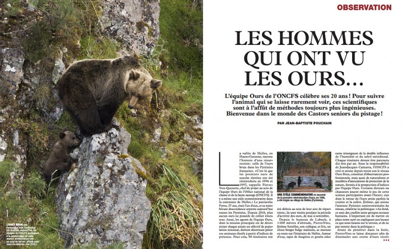 New publication: brown bear in Terre Sauvage