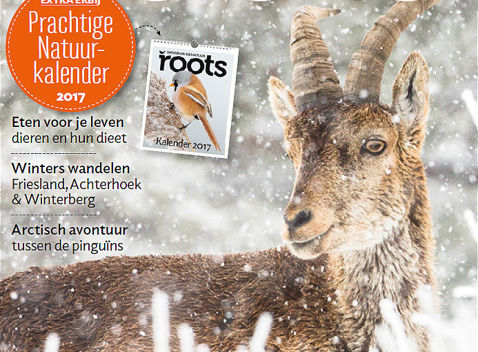COVER STORY: Iberian ibex in Roots