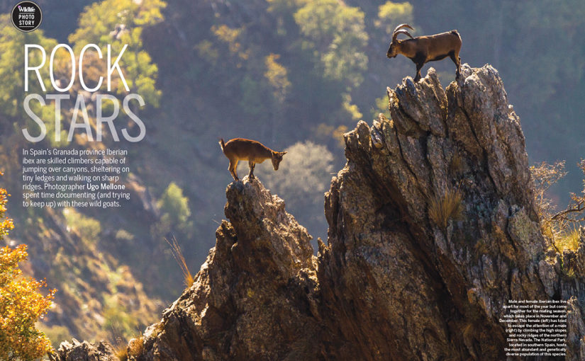 Ibex story in BBC Wildlife Magazine