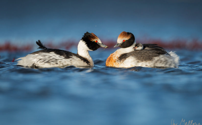 Hooded grebe story on bioGraphic (with videos!)