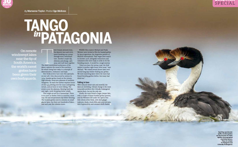 Hooded grebe story in BBC Wildlife Magazine