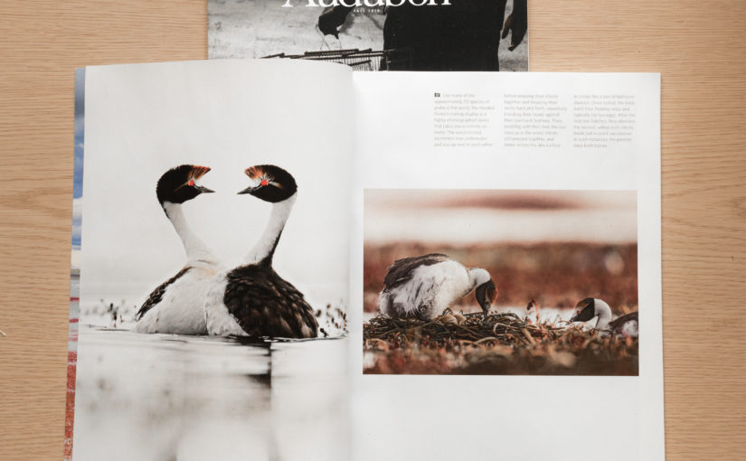 Hooded grebe story in Audubon Magazine