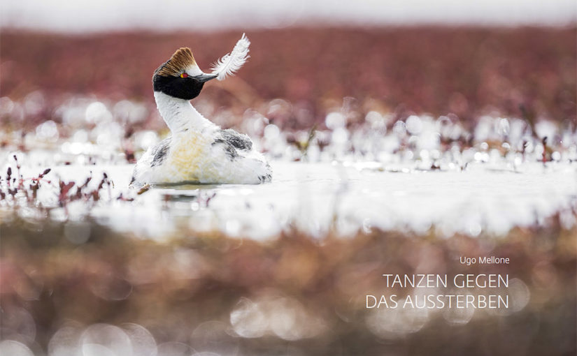 Hooded grebe story in GDT Forum Naturfotografie