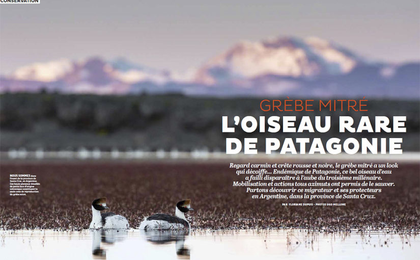 Hooded grebe story published by Terre Sauvage