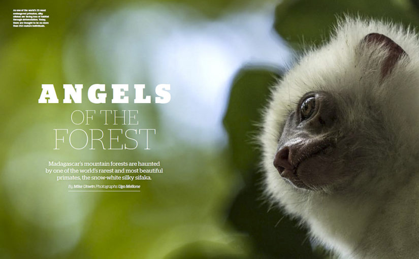 Silky sifaka in Madagascar: new story out