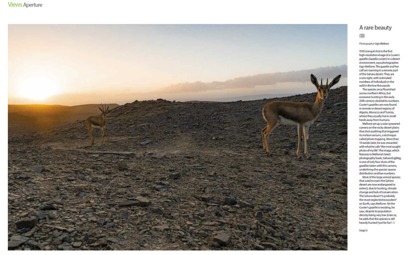 Cuvier’s gazelles on New Scientist