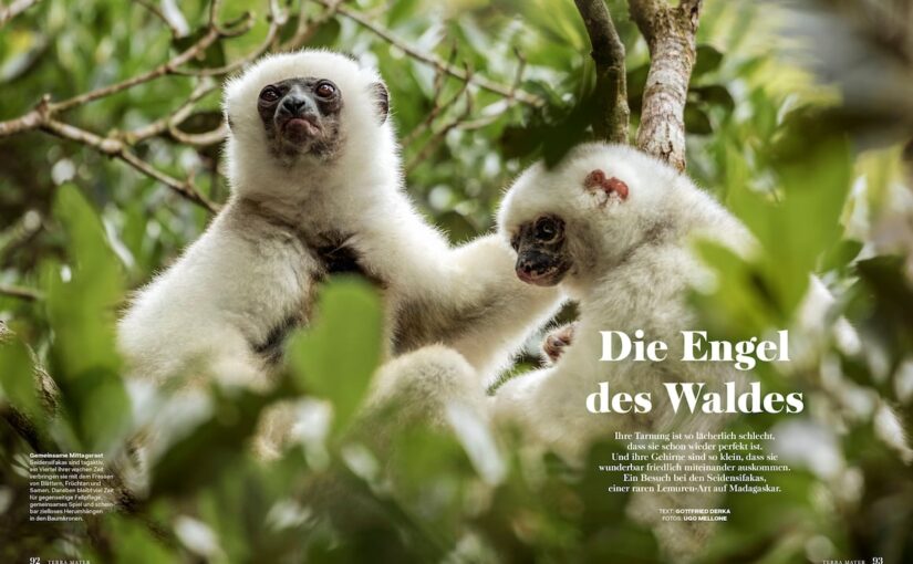 Silky sifakas in Terra Mater Magazine